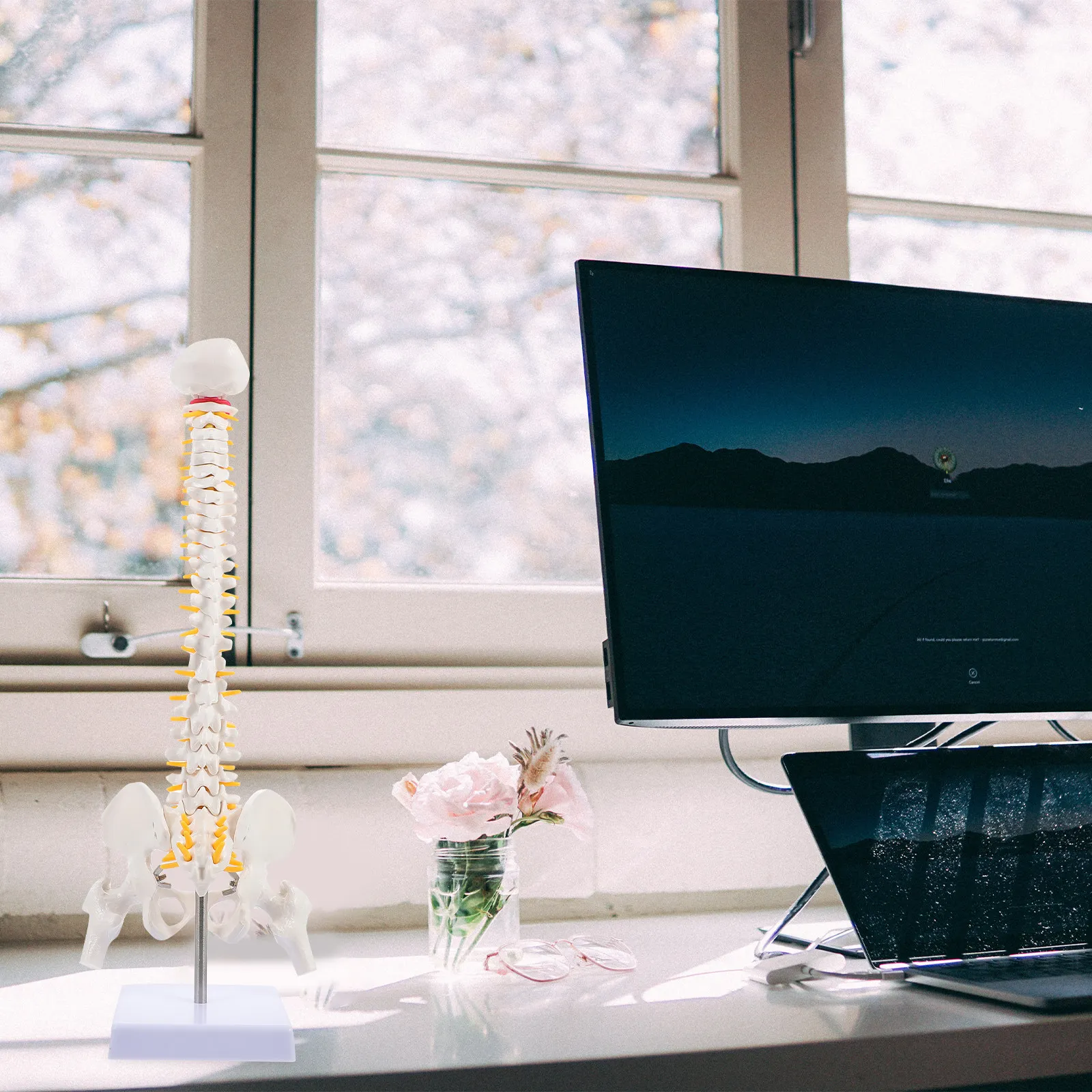 

Анатомическая модель позвоночника человека (1 шт.): гибкая позвоночная колонна, копчик, таз – учебное пособие для медицинских практик и тренировок по анатомии