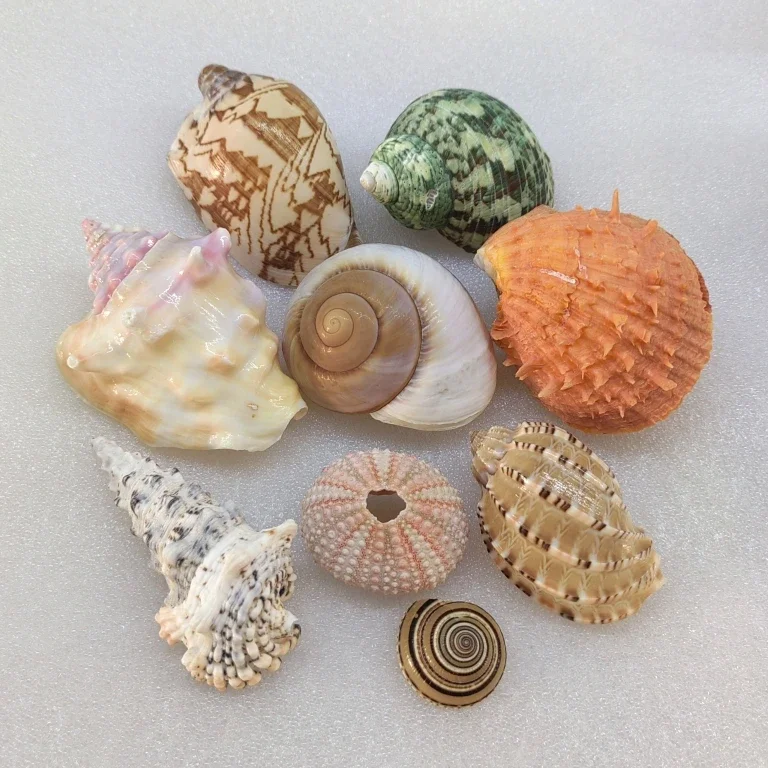 Shells Conches Natural Specimens Snails Starfish Gift Boxes 3-10cm Hermit Crab Shell Replacement Popular Science on Marine Life