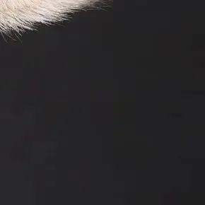 Zestaw pędzli do makijażu z włosia zwierzęcego, pędzle do ust, pędzel do cieni, miękkie pędzle do makijażu, narzędzia kosmetyczne, pędzel do rozmazywania, pojedynczy.