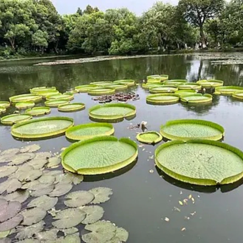 

Бесколлекторный регулятор скорости T-Motor AM16A F3P с высокой частотой обновления, 2S 4S Lipo BEC 40A 20A для многоосных дронов, радиоуправляемых самолетов, FPV-квадрокоптеров