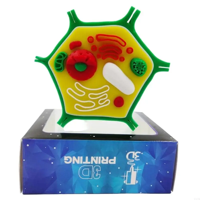 Professional Animal Plant Cell Anatomy Model For Classroom Learning And Biology Science Lab Study 