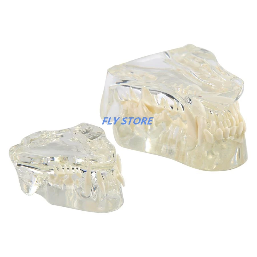 Dental Dog Teeth Cat Teeth Model Pet Animal Oral Teaching Mold Teeth Model Canine Teeth Transparent Resin Model