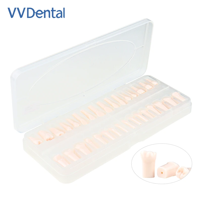 32 pz/set Dentale Endodonzia Denti Modello Bocca Completa Canalare Pratica Modello di Studio Endo Denti Blocco Formazione