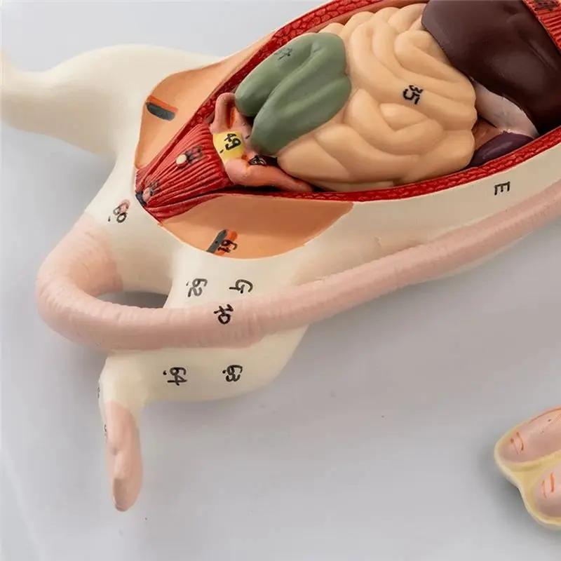 Rat Anatomy Model Mouse Internal Organs Structure Experimental Animal Anatomy Specimens