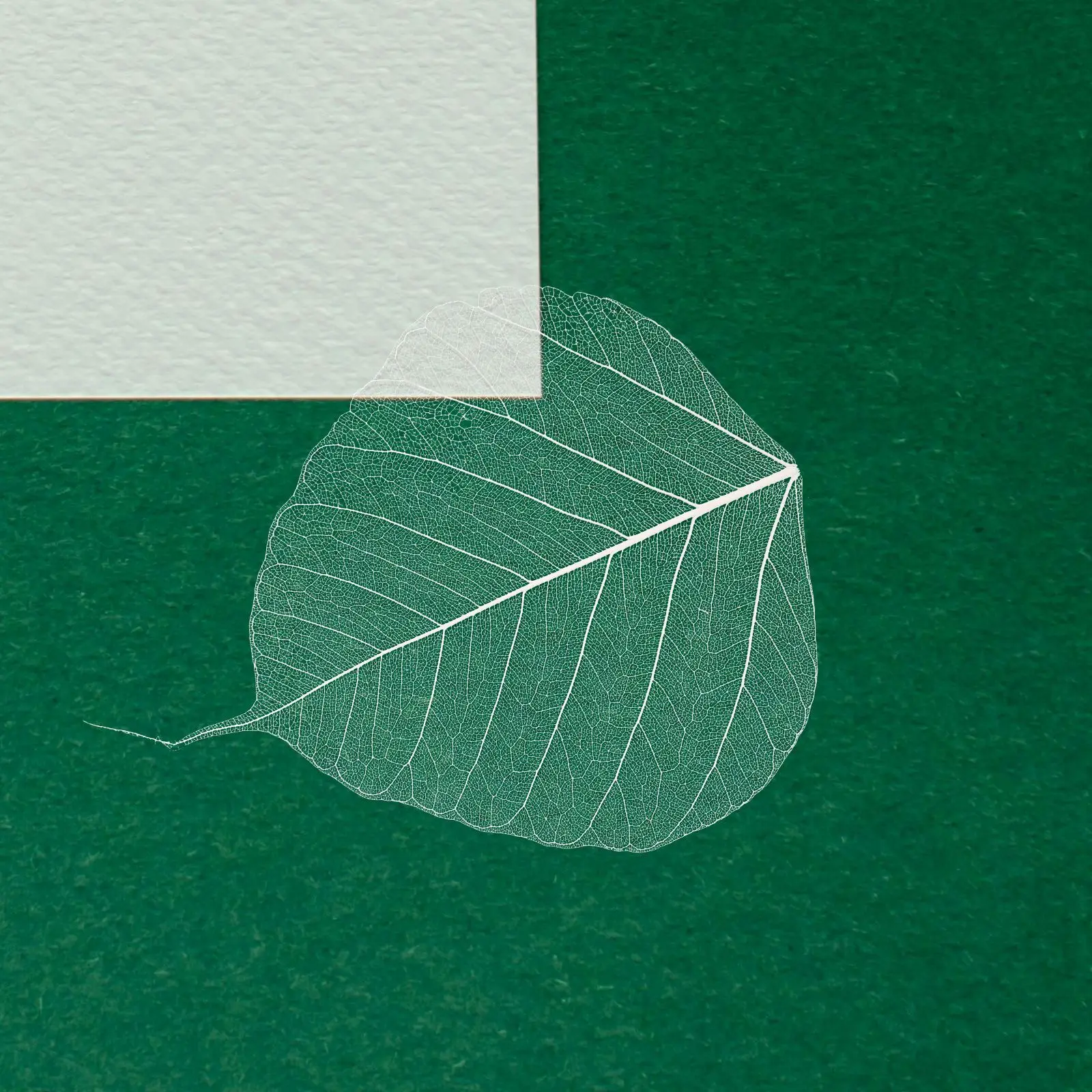 ベビーブレスフラワー人工ブックマークアクセサリー木の葉標本の装飾