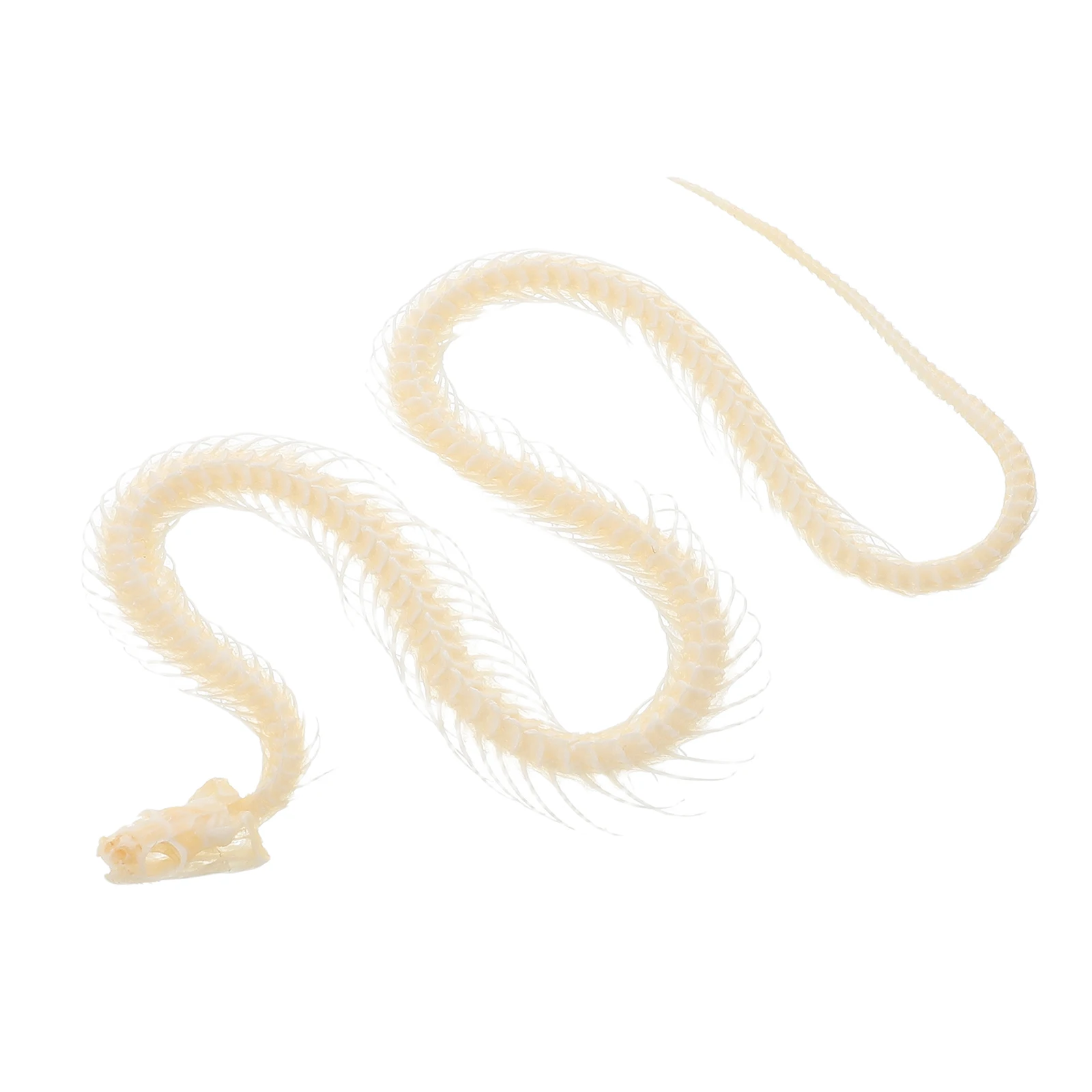 

Real Snake Reptile Bone Specimens Specimen for DIY Decoration Kids Education Animal Bone Craft Anatomical Display