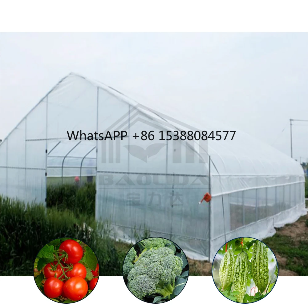 

Acenter Serre Agricole Single Span Green House 6x12m Gothic Plastic Film Tunnel Greenhouse for Agricultural Use
