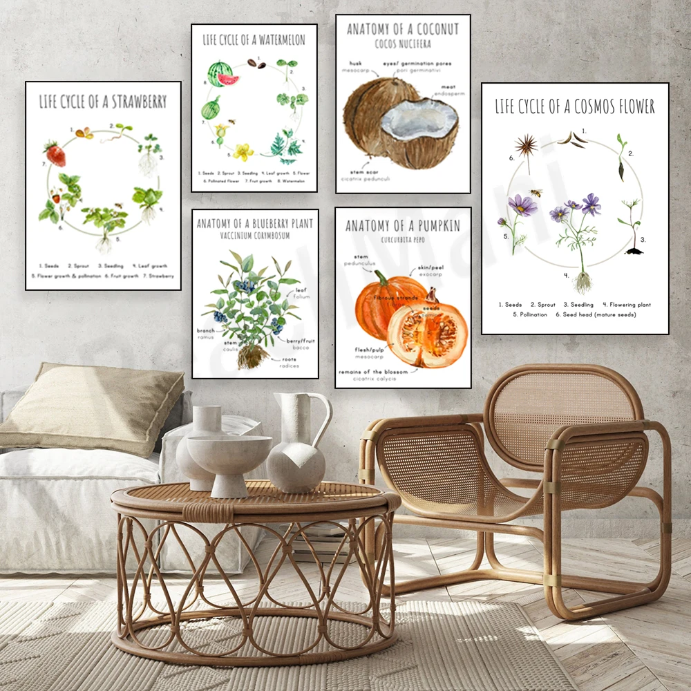 Sunflower, watermelon, dandelion, strawberry, flower life cycle print, tomato, blueberry, cosmos, coconut anatomy poster art