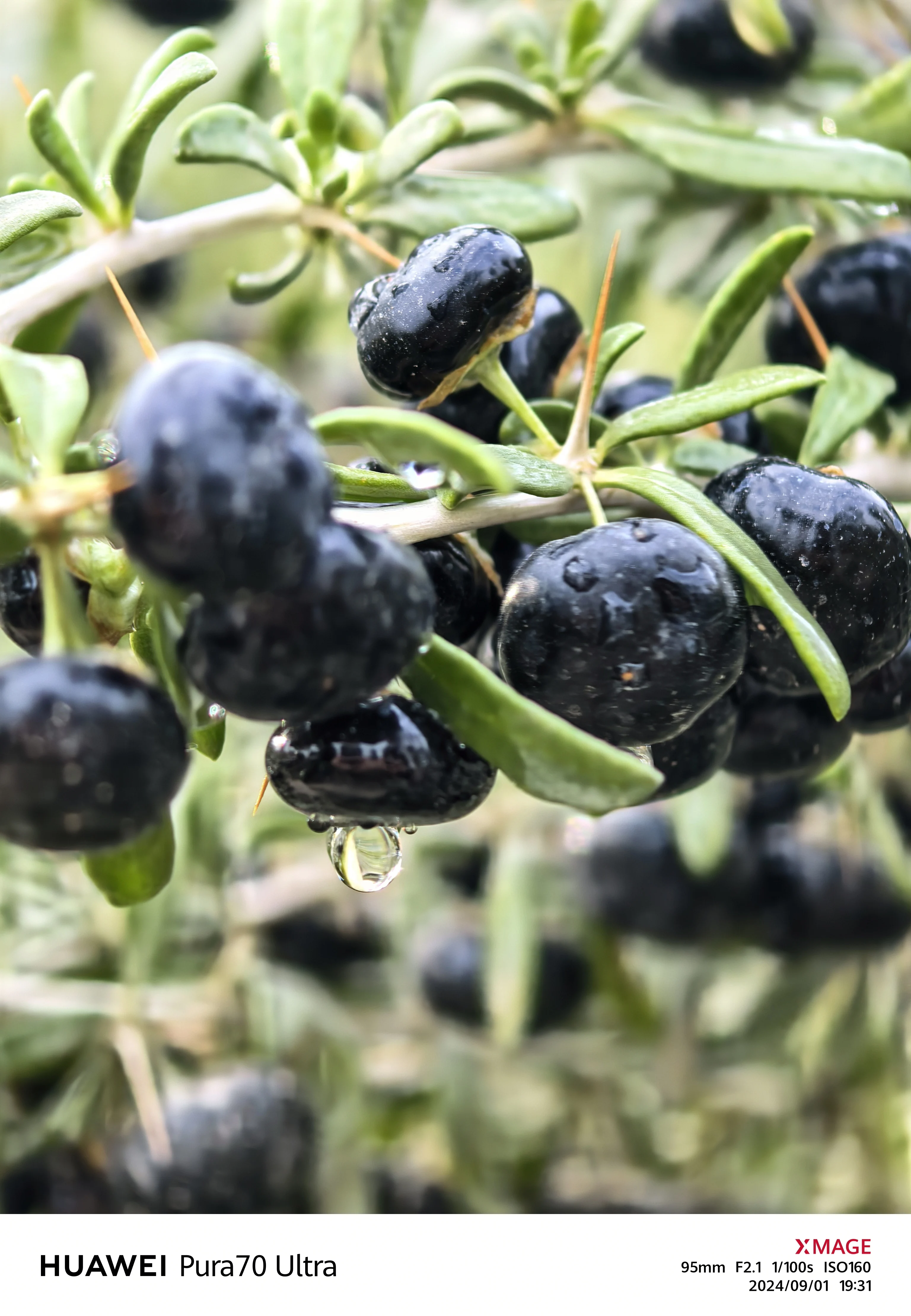 Wedding premium fruta wolfberry preto (matéria prima) pode ser negociada