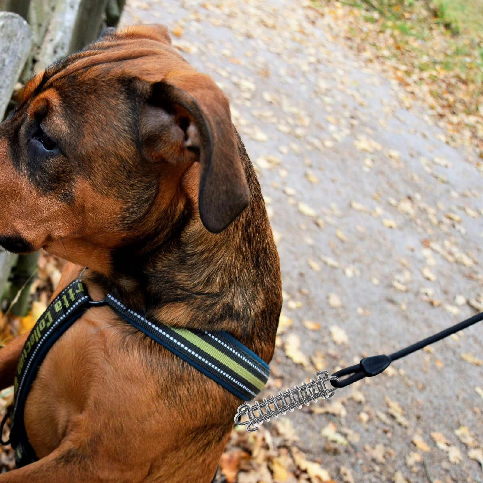 

Heavy Duty Dog Leash Shock Absorbing Spring Suitable for Large Breeds Training Walking Running Shock Absorber Tension Spring