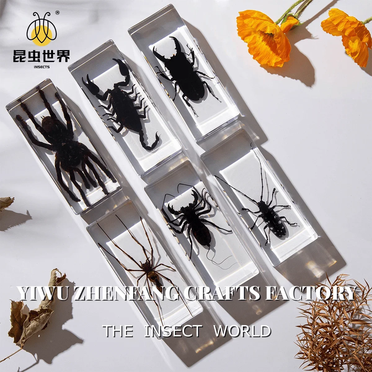 22 Style Real Insect Specimen Transparent Resin Observation on Beetle Locust Spider Scorpion Golden Turtle Kindergarten Statue