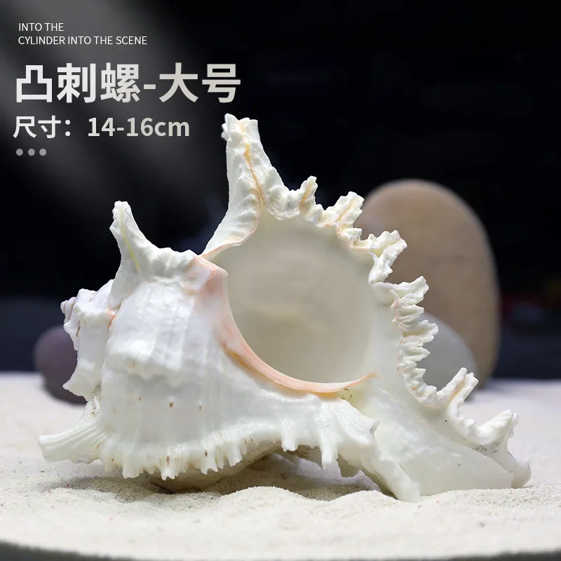 Natural Sea Snail Shells For Aquarium Decoration Large Shell Ornaments Fish And Shrimp Hiding Places Breeding