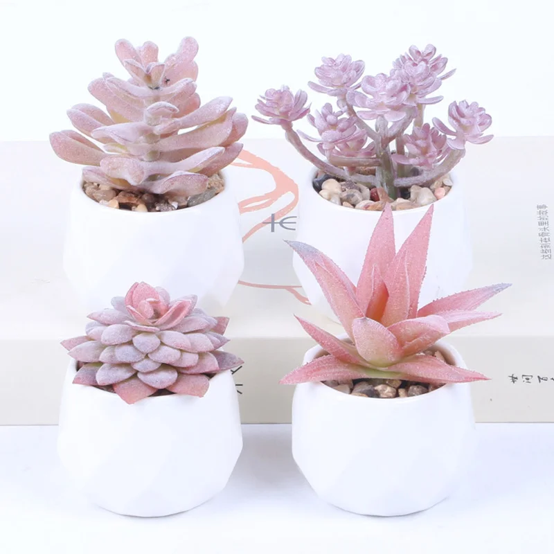 varigated succulent Echeveria Pink Vera Variegata main image 1