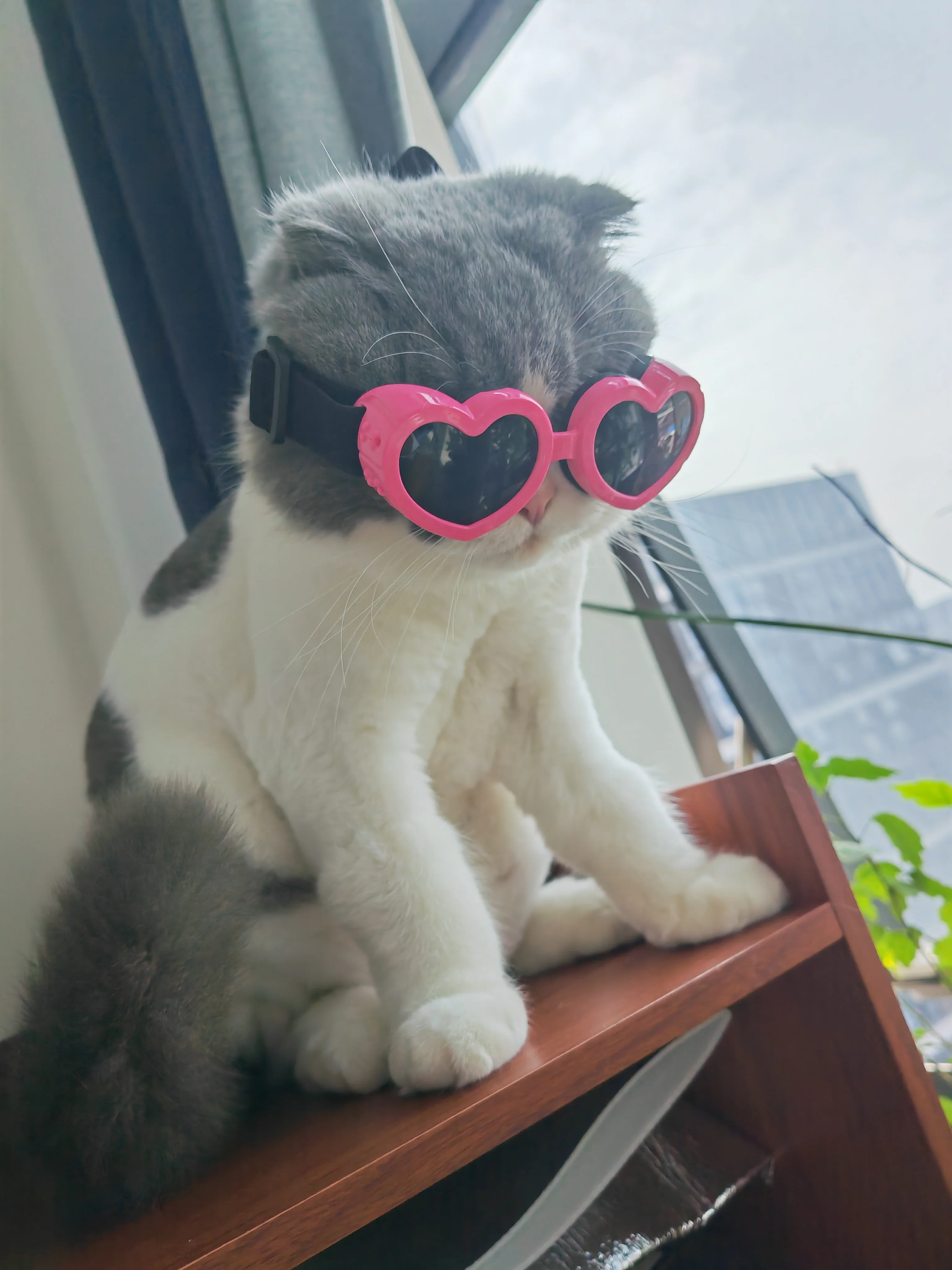 

Pet Glasses Windproof Eye Protection Pet Accessories Cats And Dogs Play Cool Handsome Sunglasses Foldable Sunglasses For Dog