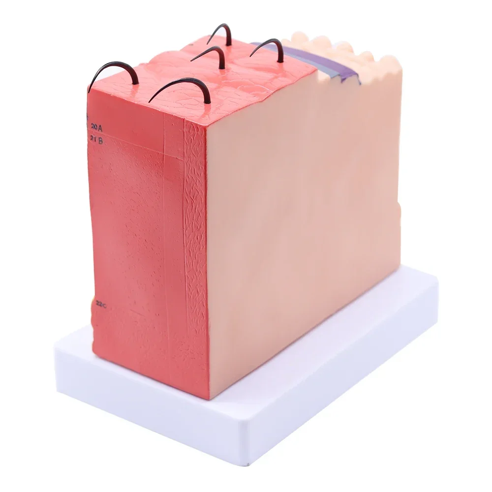 4D Human Anatomical Skin Model 50X Magnify Texture Subcutaneous Tissue Magnification Model with Hair Medical Teaching Aids