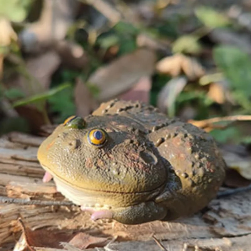 Best-seller! [Em estoque] Série oficial Animal Planet 'Chubby & Happy' # 13 - Modelo de sapo |   Figura e decoração colecionáveis premium