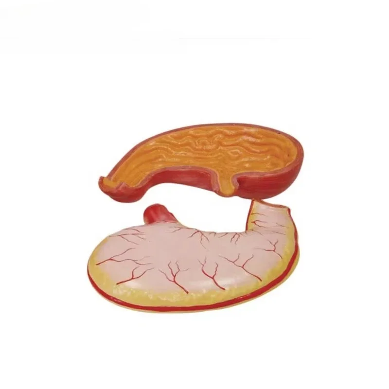 Medical Human Teaching Model Medical Anatomy Stomach Model Human Anatomy Silicone Organ Education Model