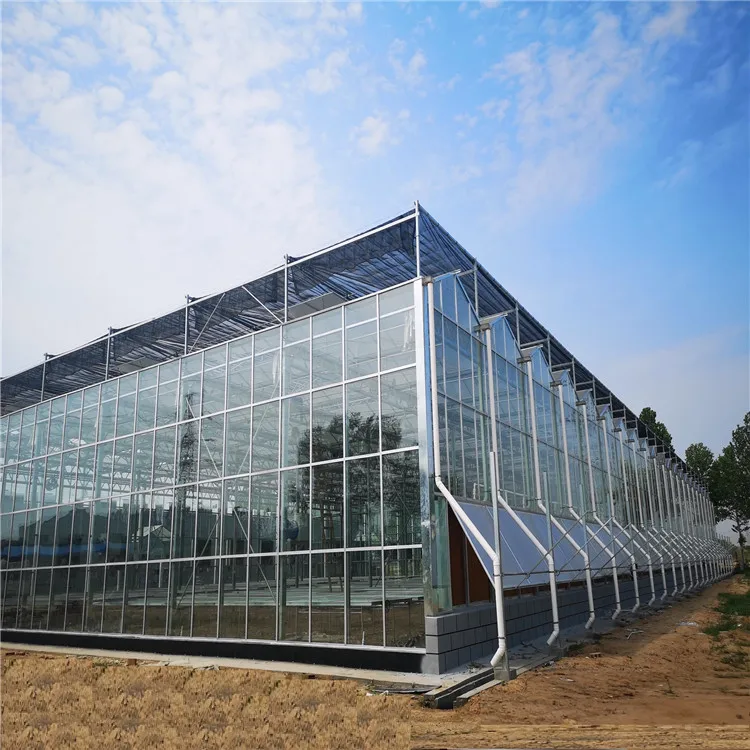 

Customized greenhouse500m2 Multi-span Agricultural Horticultural Glass Greenhouse High-tech Float Glass Venlo Greenhouse for Tom