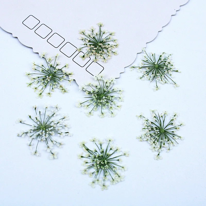 500pcs Lace Flowers Dried Flowers Pressed Flowers DIY Materials Bookmark Jewelry Epoxy Resin Accessories Picture Frame Flower p