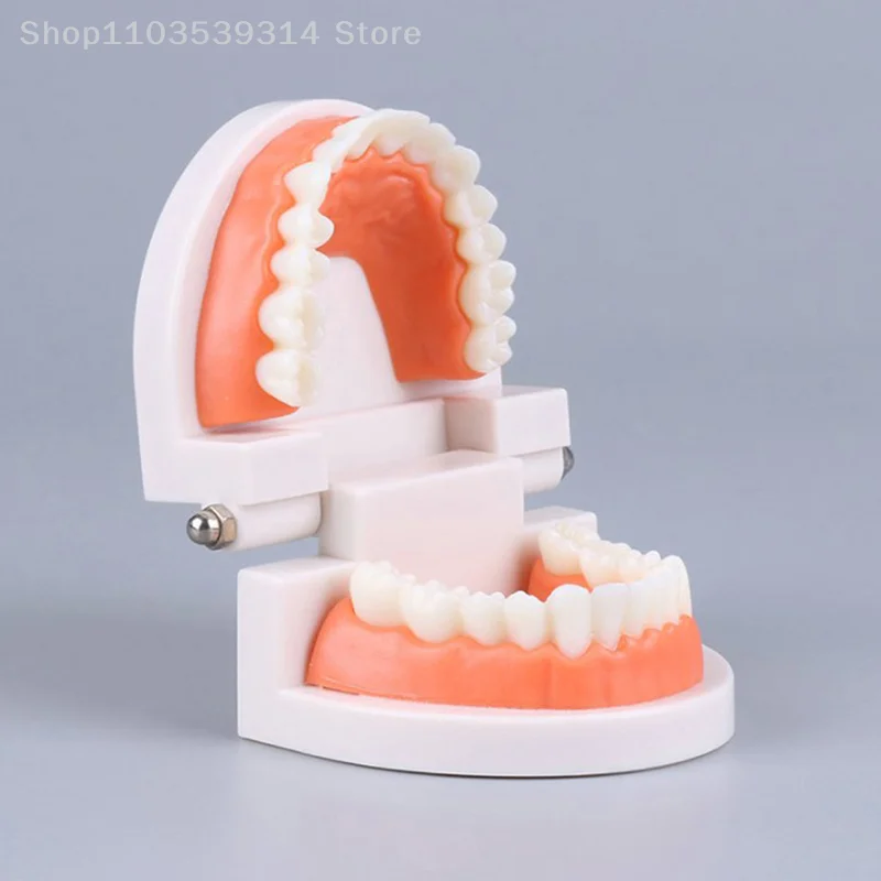 Standard Teeth Model Adult Standard Typodont Demonstration Denture Model Compatible Kids Dental Teachig Clean Display