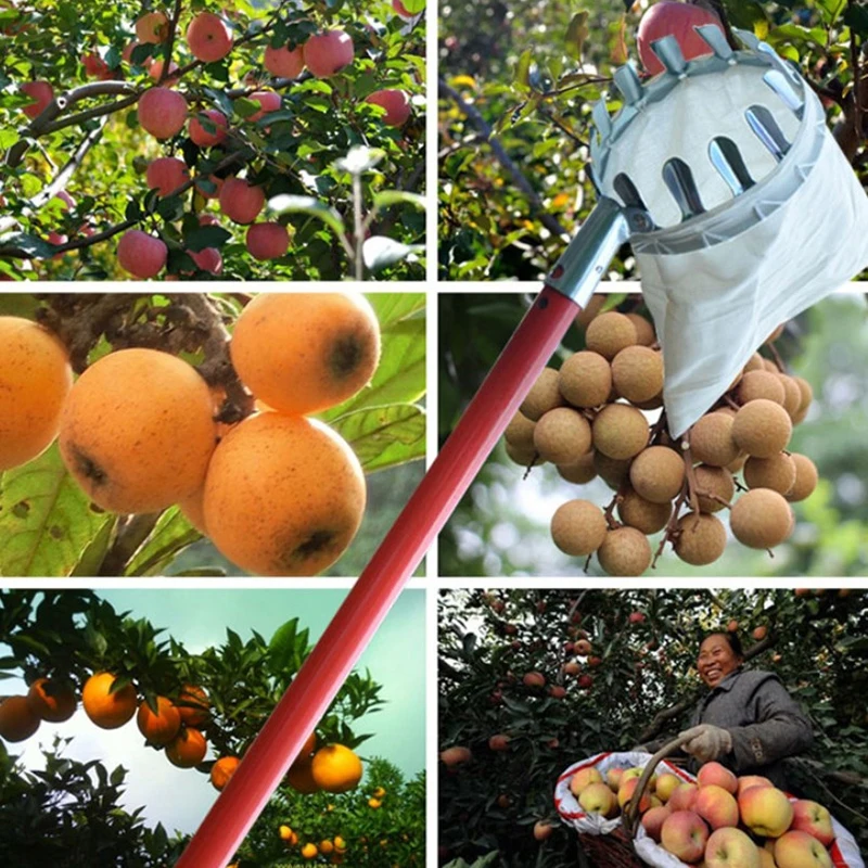 Imagem -02 - Selecionador de Frutas de Metal de Alta Árvore Ferramentas de Hardware de Jardim Agrícola Coletor de Frutas Suprimentos de Jardinagem de Pêssego Maçã