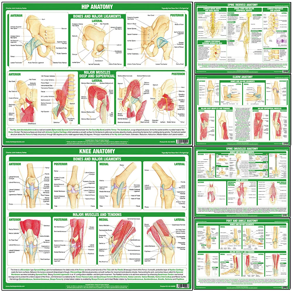Human Joint Anatomy Educational Canvas Painting, Knee Elbow Spine Foot Muscle Wall Art,Clinic & Gym Decor Poster Print Unframed