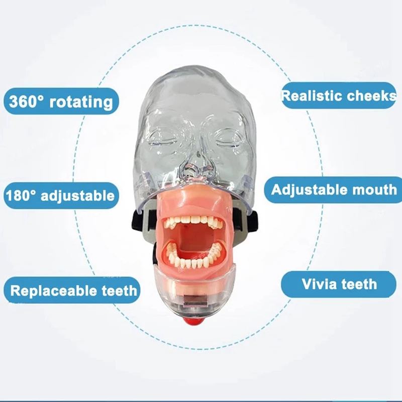 AAAU- Simulator Mannequin-Head,  Teaching-Head Model Fix On Chair With Removable Teeth, Typodont Teeth Model