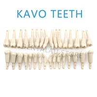 Modelo Dental de Dientes KaVo, Modelo Básico de 32 Piezas Removibles, Compatible con el Mecanismo de Retención KaVo