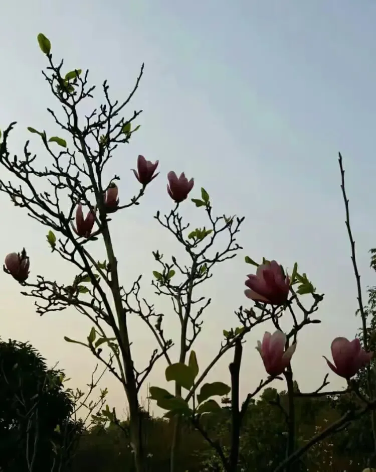 

2pcs Metal Rear Shock Mounts Shock Tower 8538 8538X for Trxs Unlimited Desert Racer UDR 1/7 RC Car Upgrade Parts Accessories