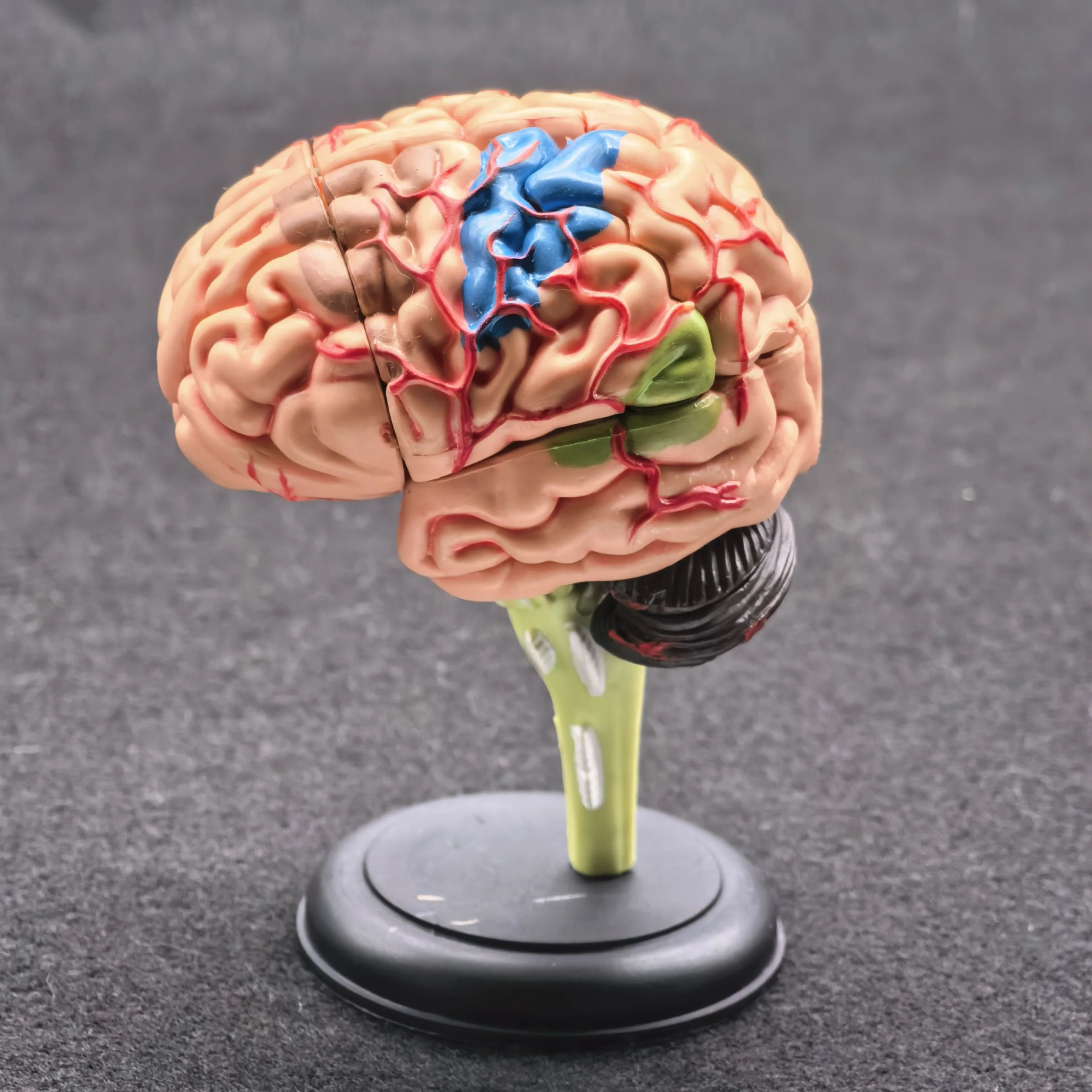 PVC 9x9x9 سنتيمتر نموذج تشريحي للدماغ البشري تحتاج إلى تجميع ثقافة الخيال تعليم العلوم الطبية #4