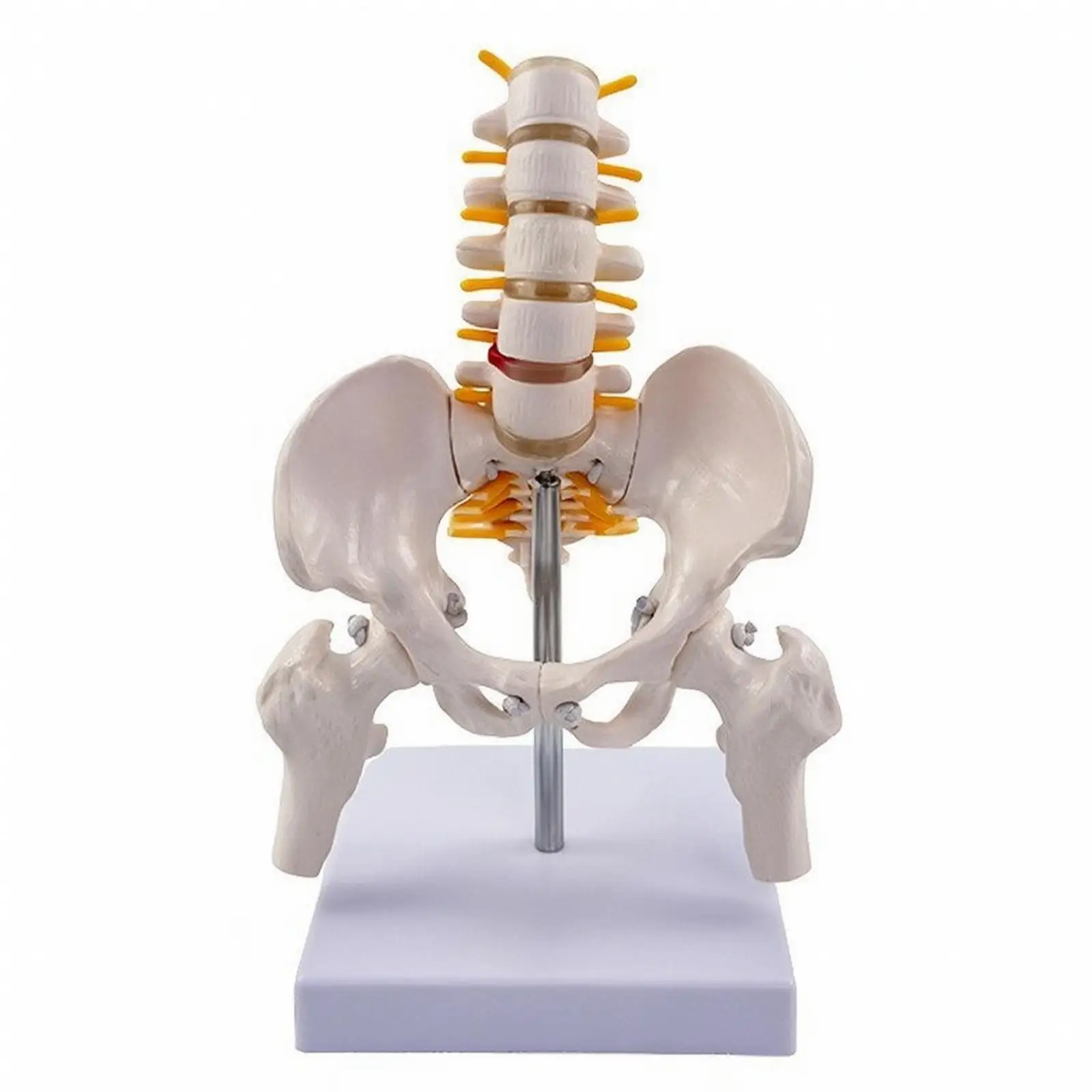 pelvis-skeleton-anatomy-model-pvc-spine-with-flexible-vertebrae-for-medical-training-and-chiropractic-use