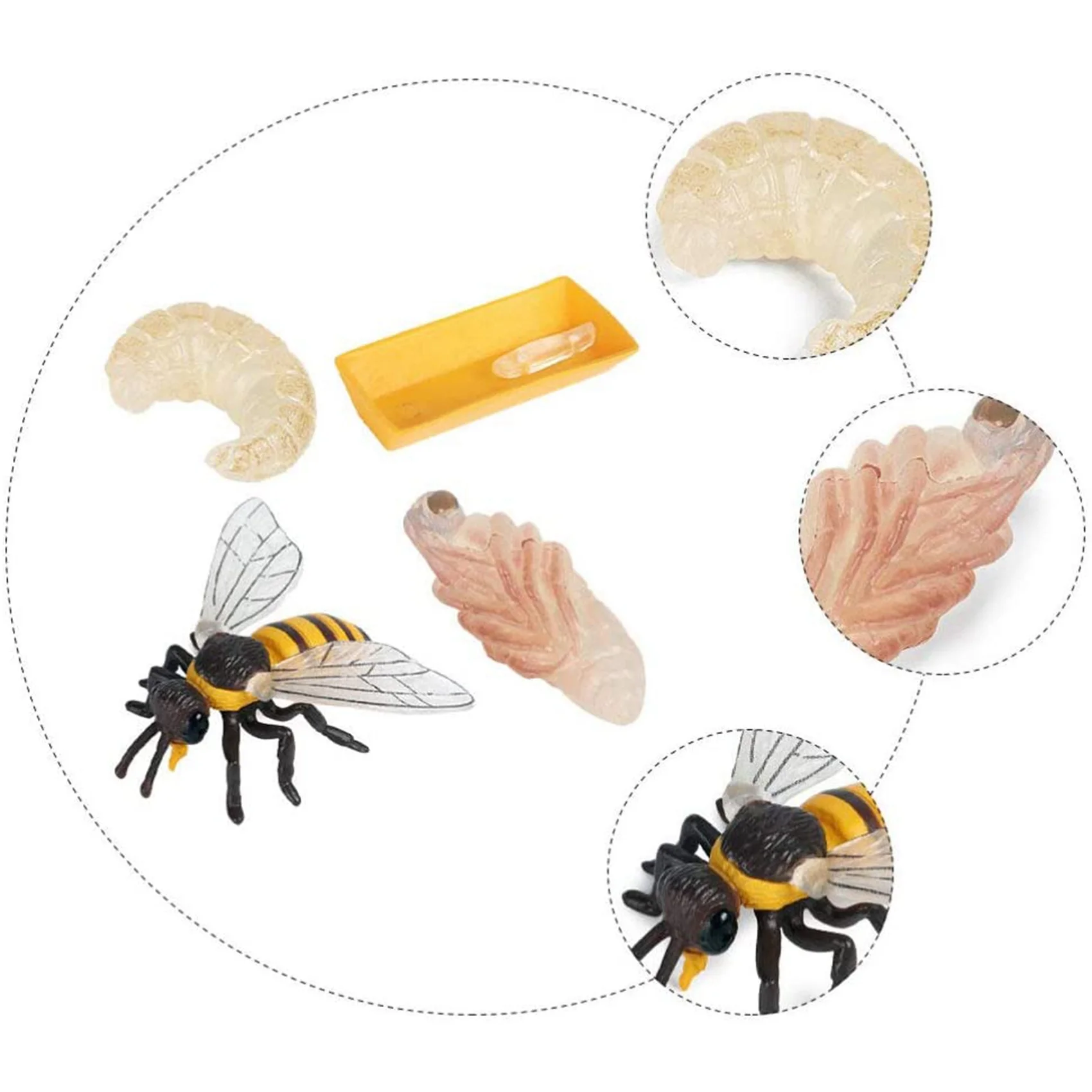 Pack of 4 Insect Figurines Life Cycle of Honey Bee Realistic Insects Figures Toys Educational Science Model Toy