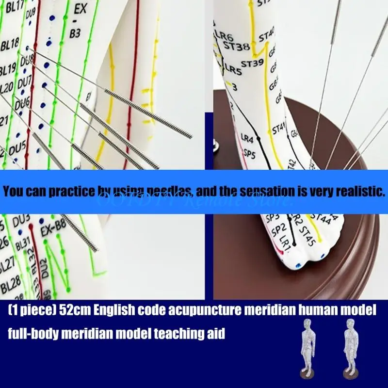 Professional Acupuncture Model 20.47In Human Acupuncture Model with Acupoints Meridians Point for Acupuncture Practice