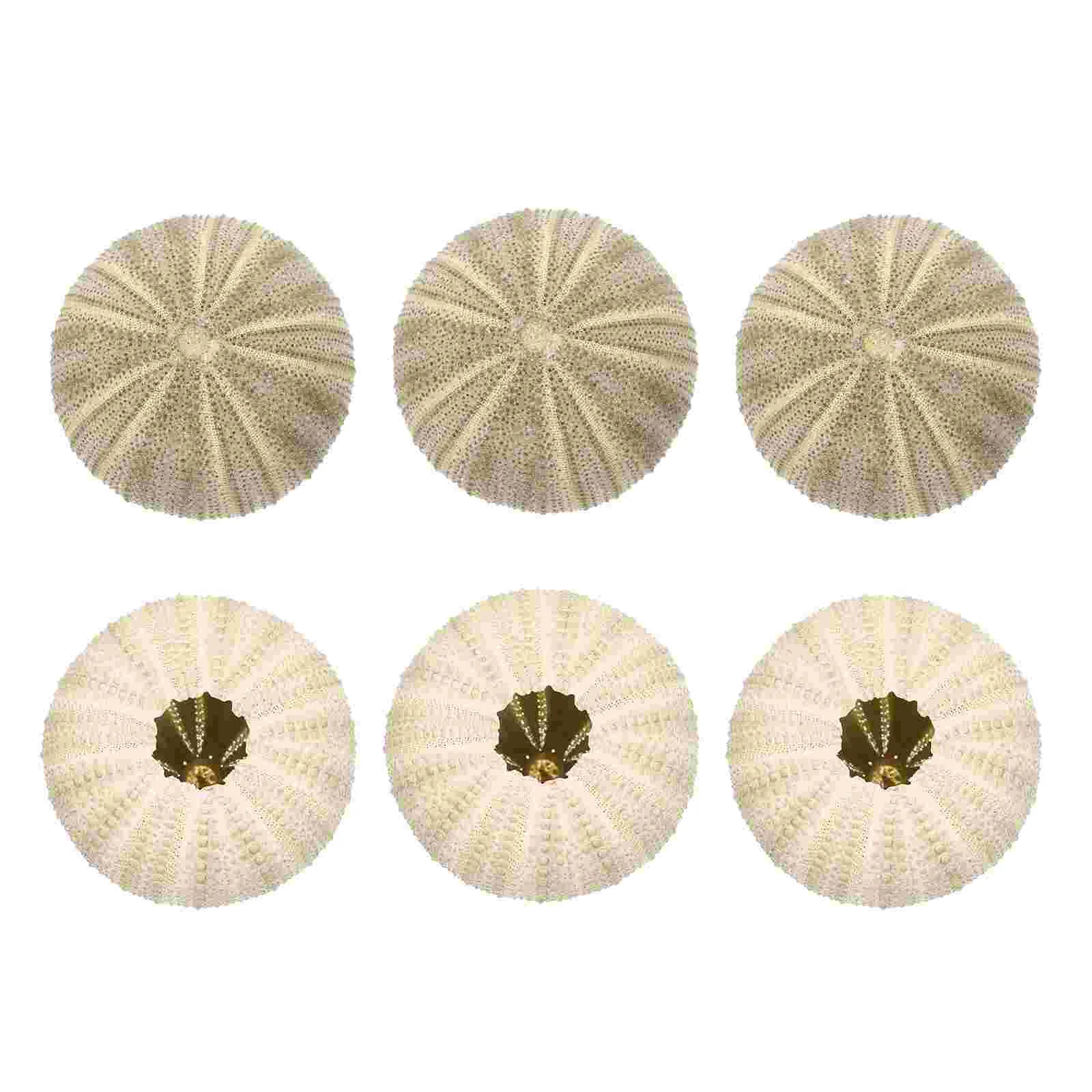 

6 Pcs Plant Potted Sea Urchin Air Home Shell Decoration Natural Fish Tank Decors Gardening Decorations Green DIY