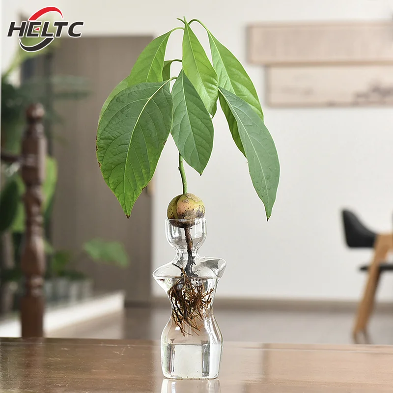 Transparent Glass Body Vase Avocado Seed Starters Vase Seed Growing Kit Avocado Vase For Gardening Lovers Home Decor