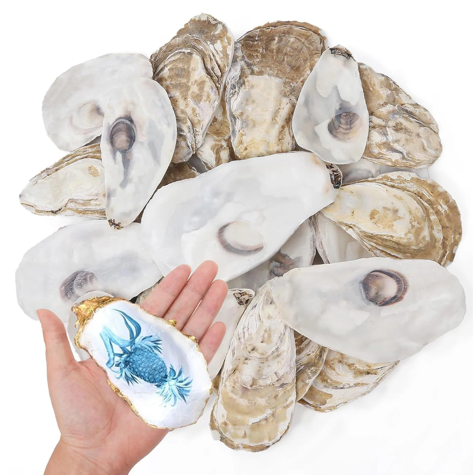 

20pcs DIY Painting Concave Oyster Shells Natural Flat Oyster Shell for Crafts Vase Filler DIY Painting Coastal Shell Theme Party