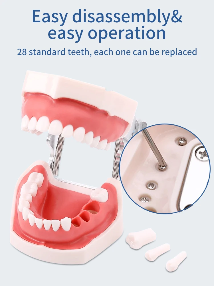 Dental Teaching Model Teeth Model Standard Dental Teaching Orthodontic Implant Periodontitis Periodontitis Pathological Model