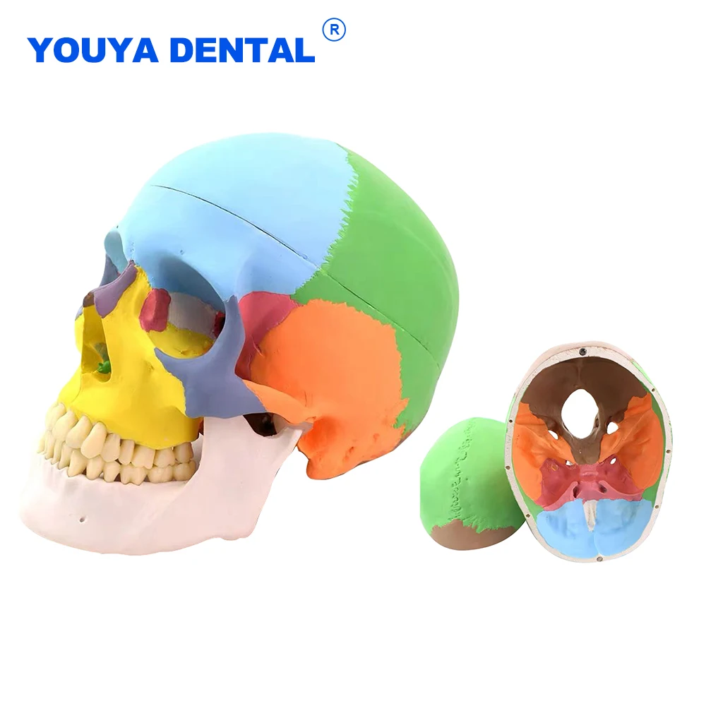 Medical Standard Human Color Skull Tooth Model Skeleton Head Studying Teaching Anatomy Simulation Supplies Anatomical Decorative