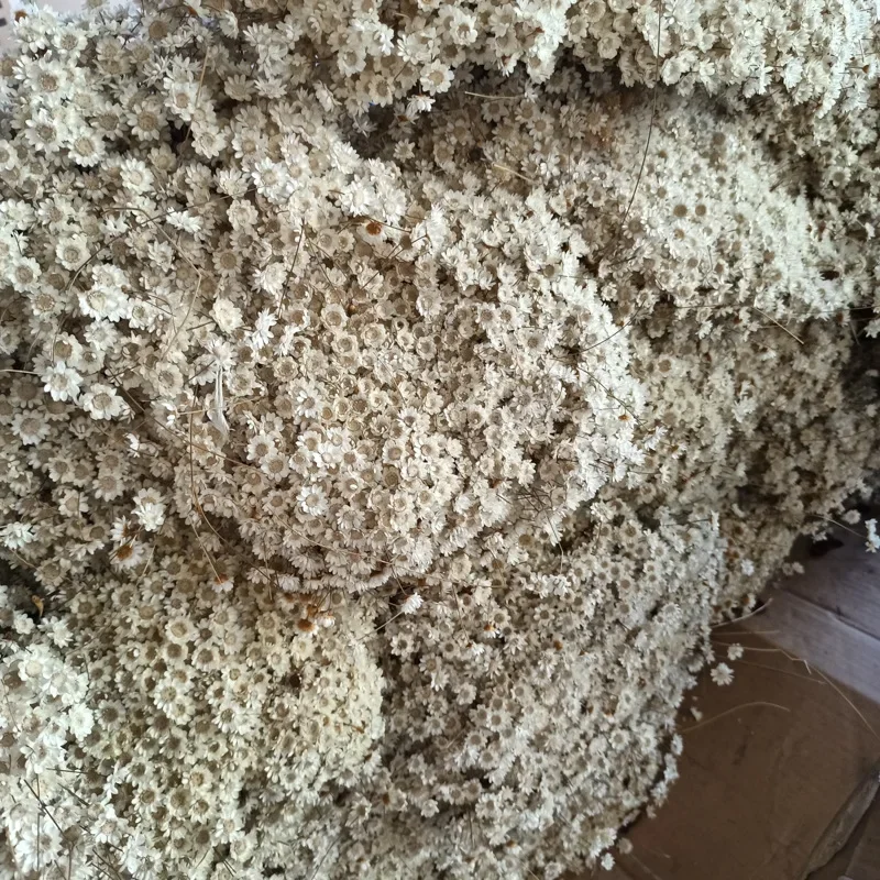 Little star flower raw material 1kg dried flower arrangement DIY material shooting props decorative flower