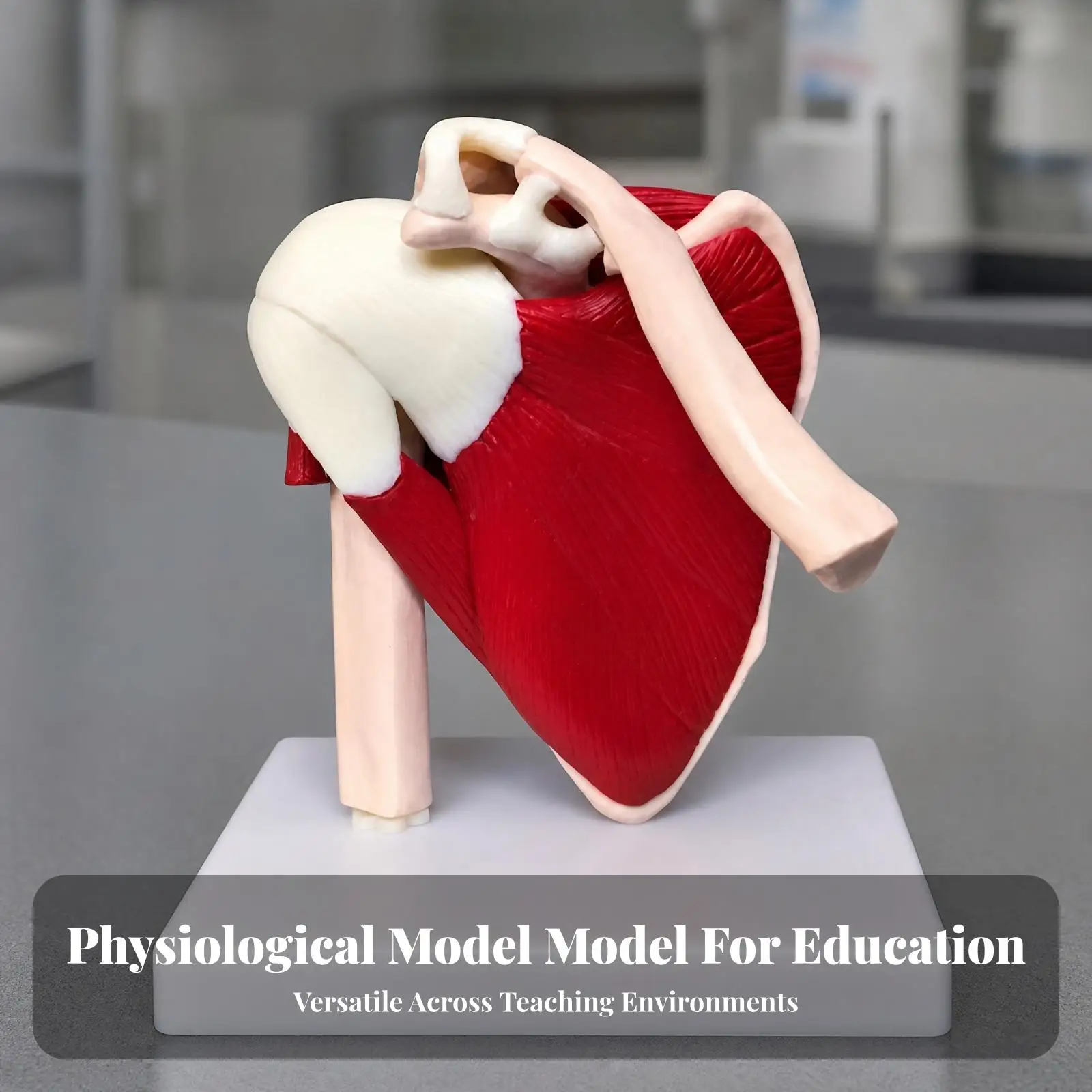 PVC Human Shoulder Skeleton with Tendons and Muscles for Anatomy Lab Education Demonstration