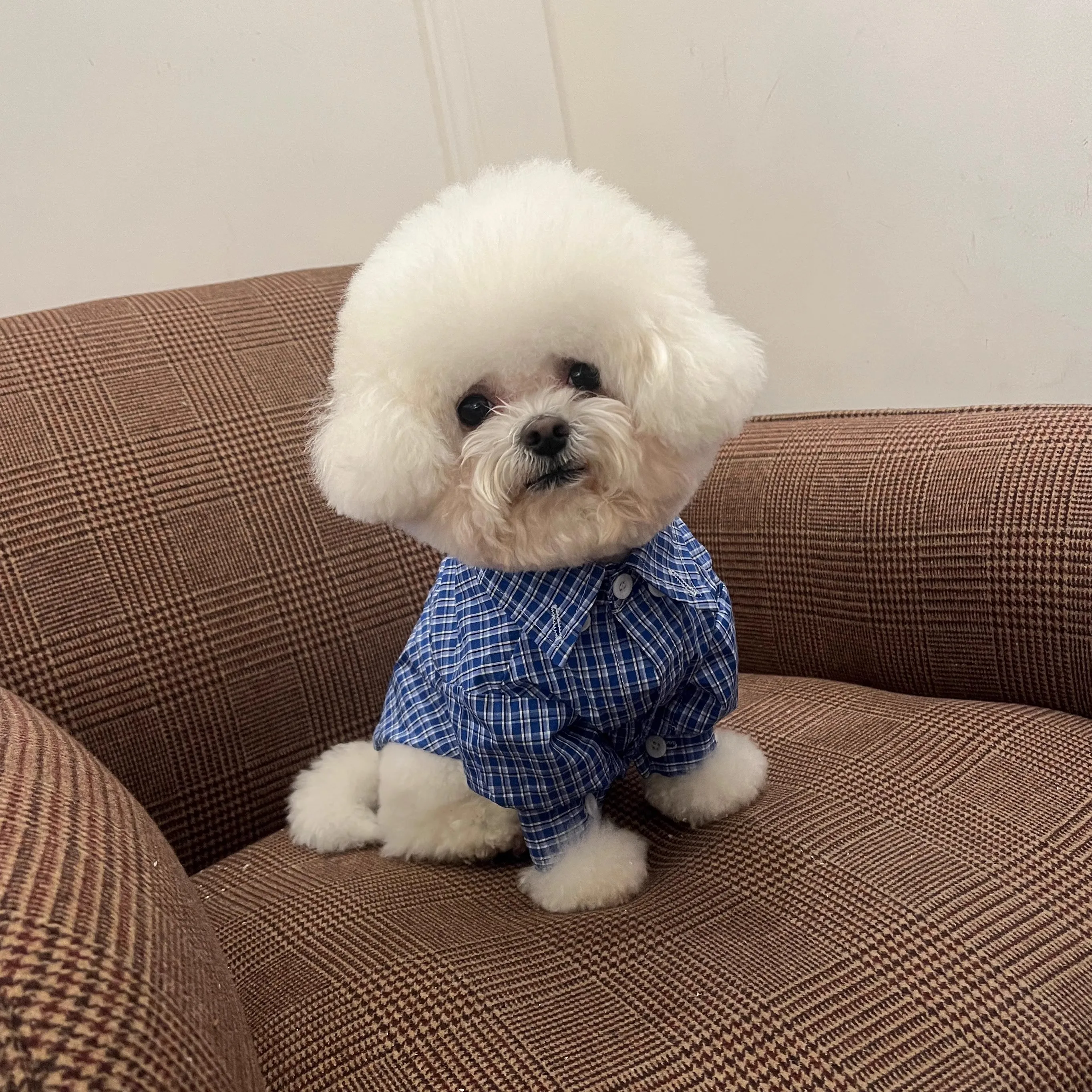 Imagen 4: La ropa para mascotas a cuadros del caballero británico es realmente de una camisa azul para perros de excelente calidad