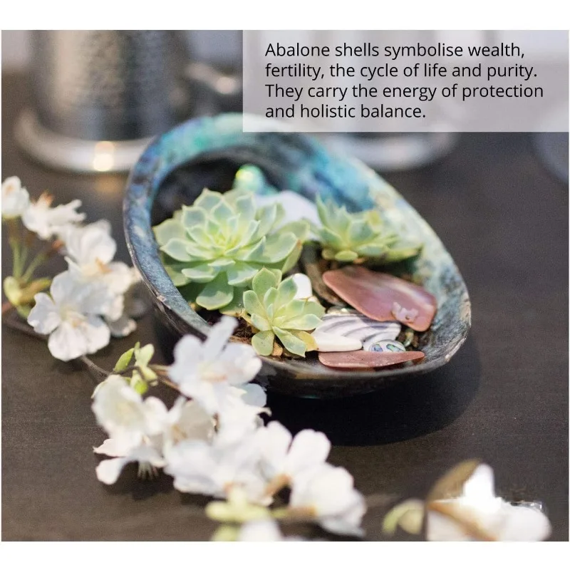 Polished Abalone Shell for Smudging Cleansing Home Meditation Incense Holder Home Décor and Gift 100% Natural  NewZealand Shell