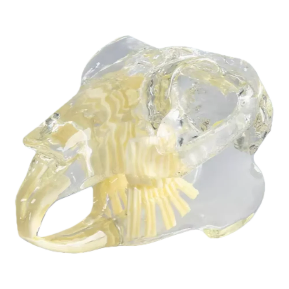 

Прозрачная модель головы кролика с зубами для обучения в стоматологии и ветеринарии