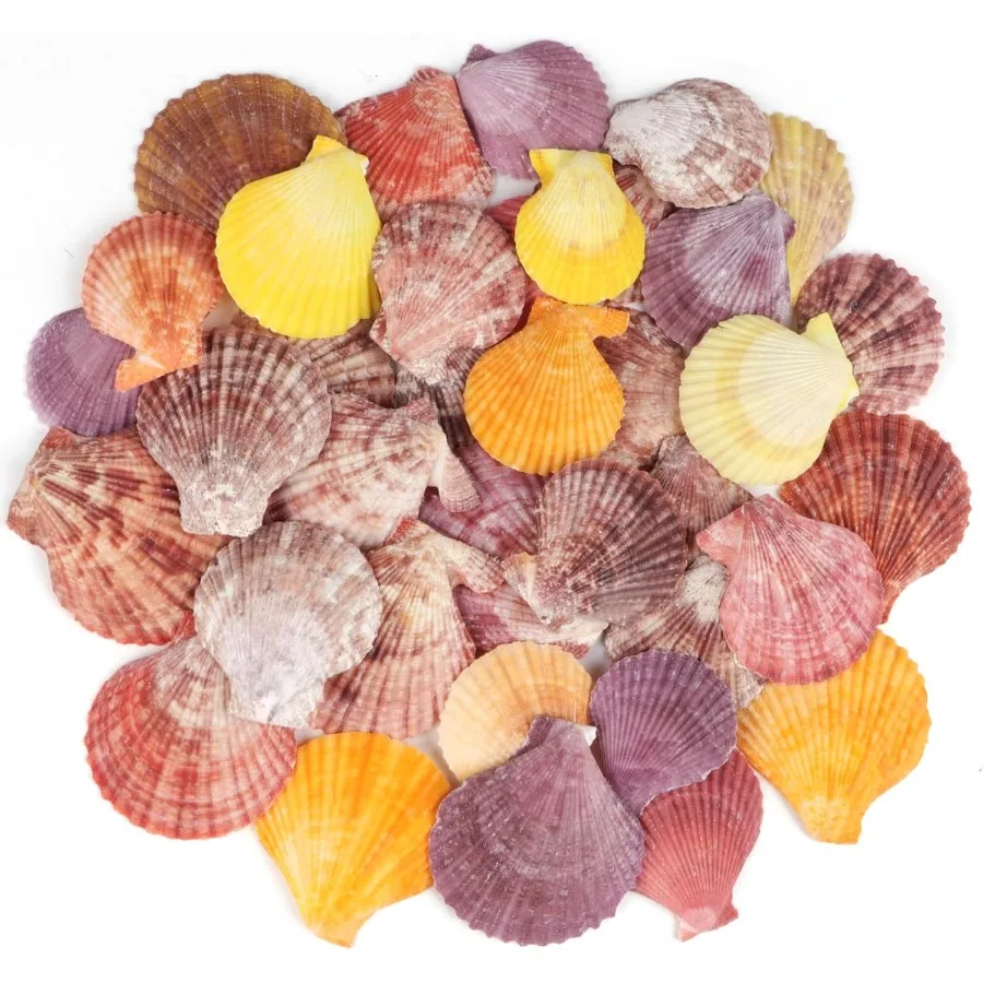 

30 PCS+ Scallop Shells tural Seashell1.5"-2.5" Colorful Scallop Shells Small Seashells for Crafts Wedding Decor Beach Theme Par