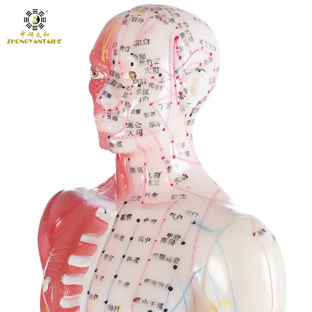 Male Human Acupuncture Points&Muscle Model Acupuncture Point Chinese Body Model for Acupuncture Point Muscle Anatomy