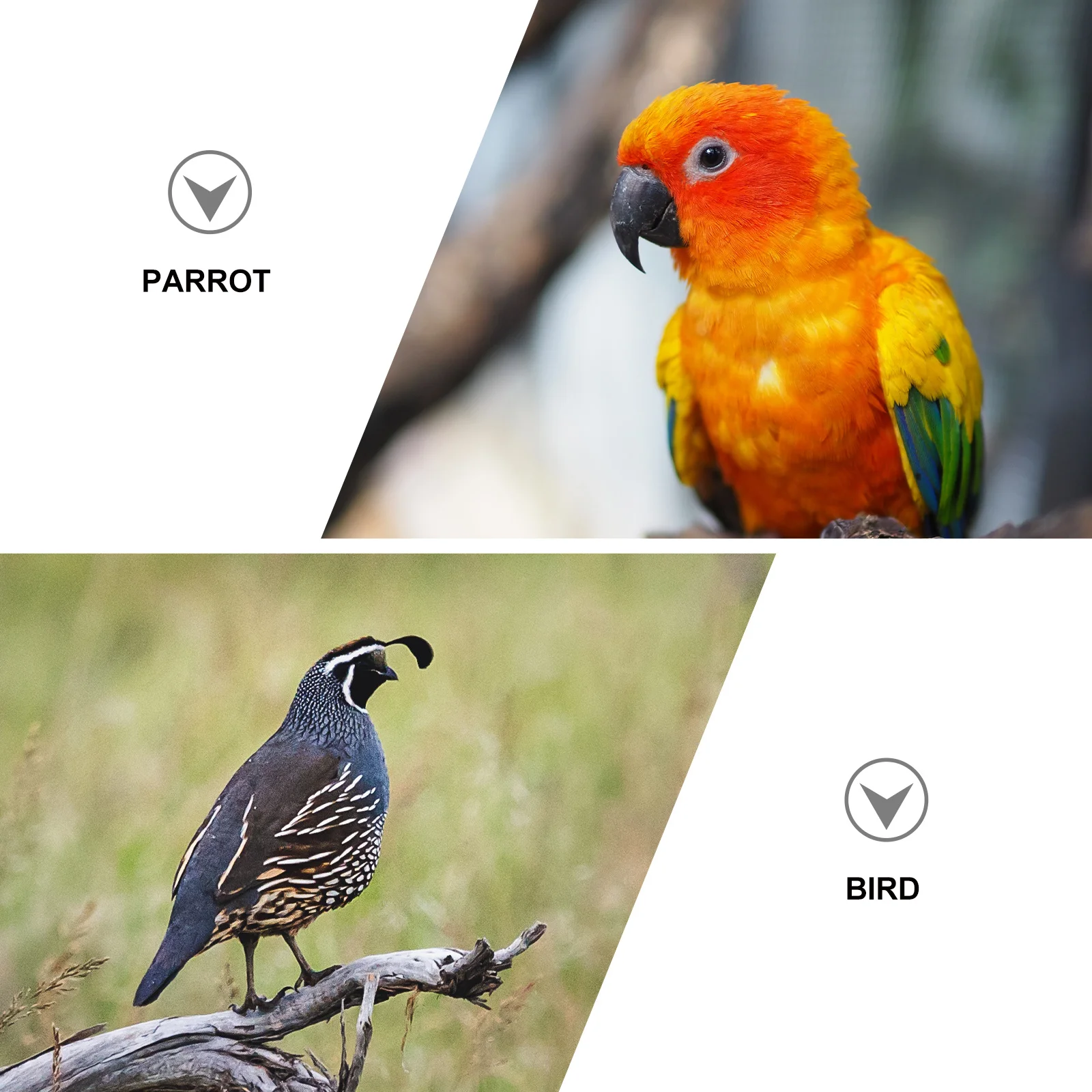 

1Pcs Bird Harness Leash Flying Rope Strap Yellow Outdoor Training Traction Rope for Budgerigar Lovebird Cockatiel Small