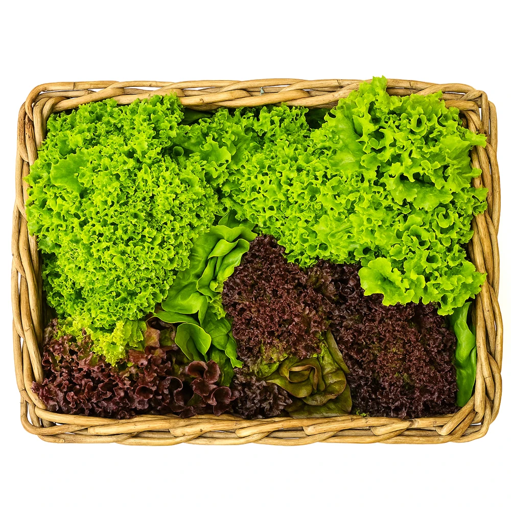 Ensalada de verduras europeas premium, aproximadamente 1 kg (surtido aleatorio de 3-6 tipos)