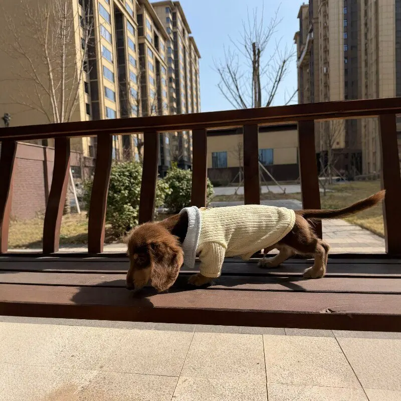 Suéter cálido de punto para perros Dachshund otoño e invierno - imagen 4