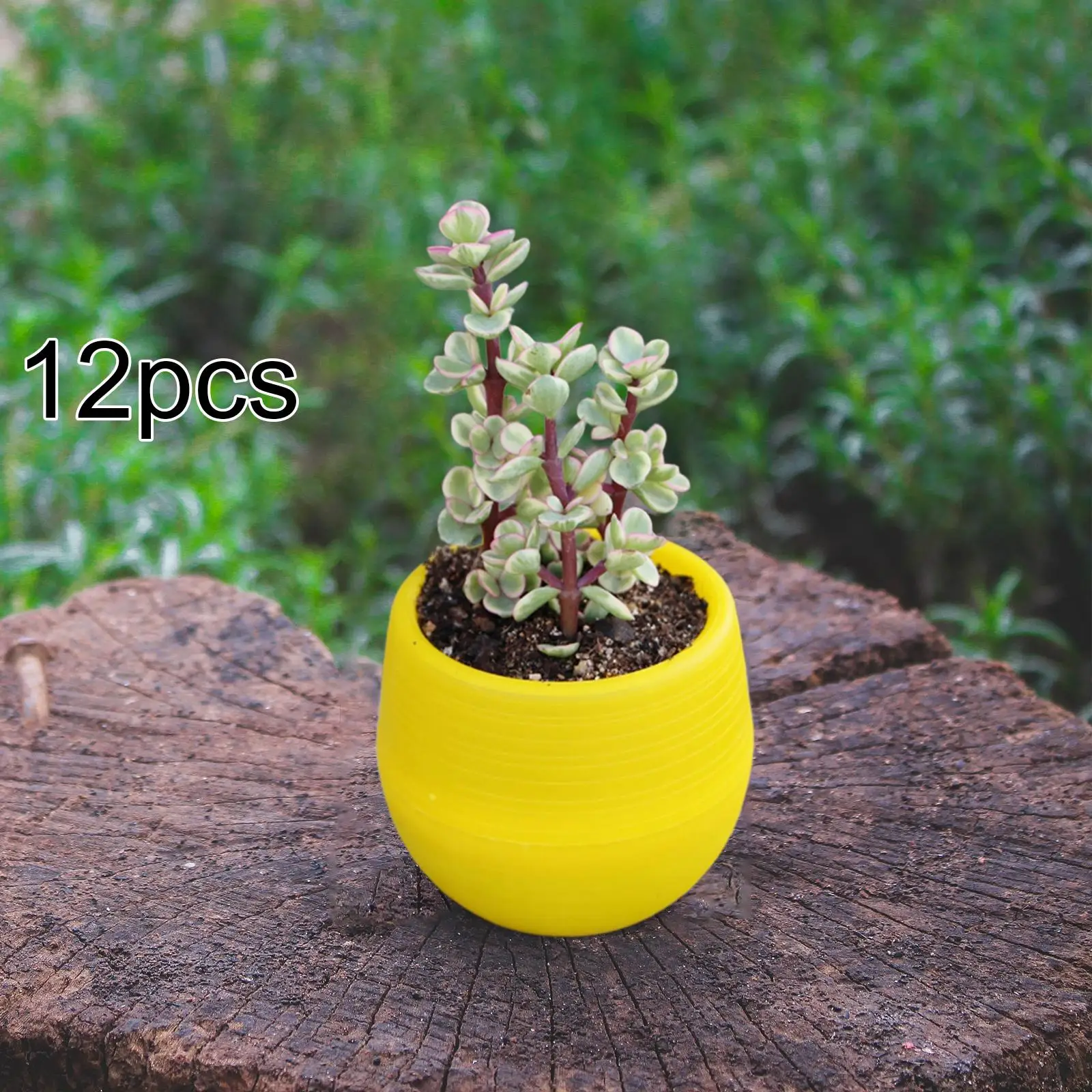 12 Pieces Small Flower Pots Planters Multifunctional Flowerpots Containers for