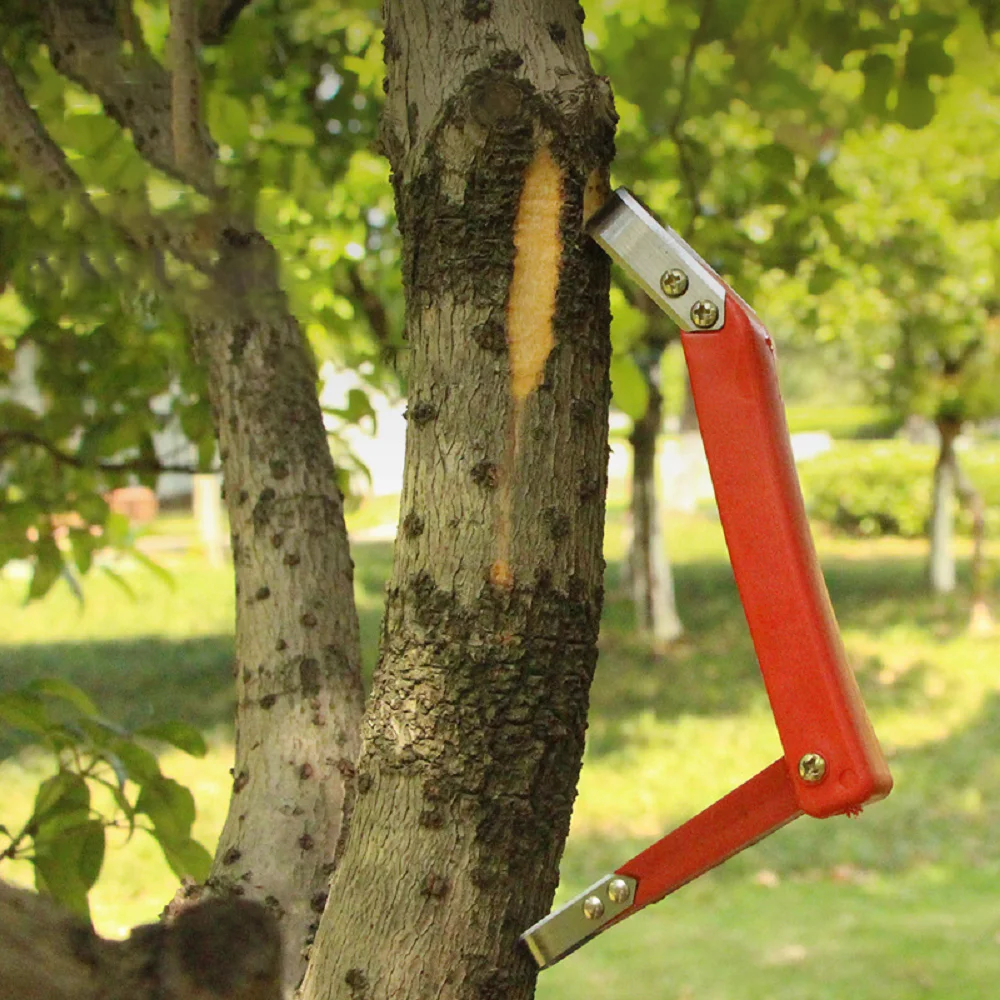 سكين كشط لحاء أشجار الفاكهة، س - مراجعة Gardening Tools Knife وسعره